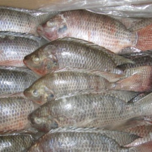 Tilapia